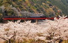 大井川鉄道の春①