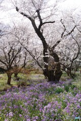 花ダイコン＆桜！