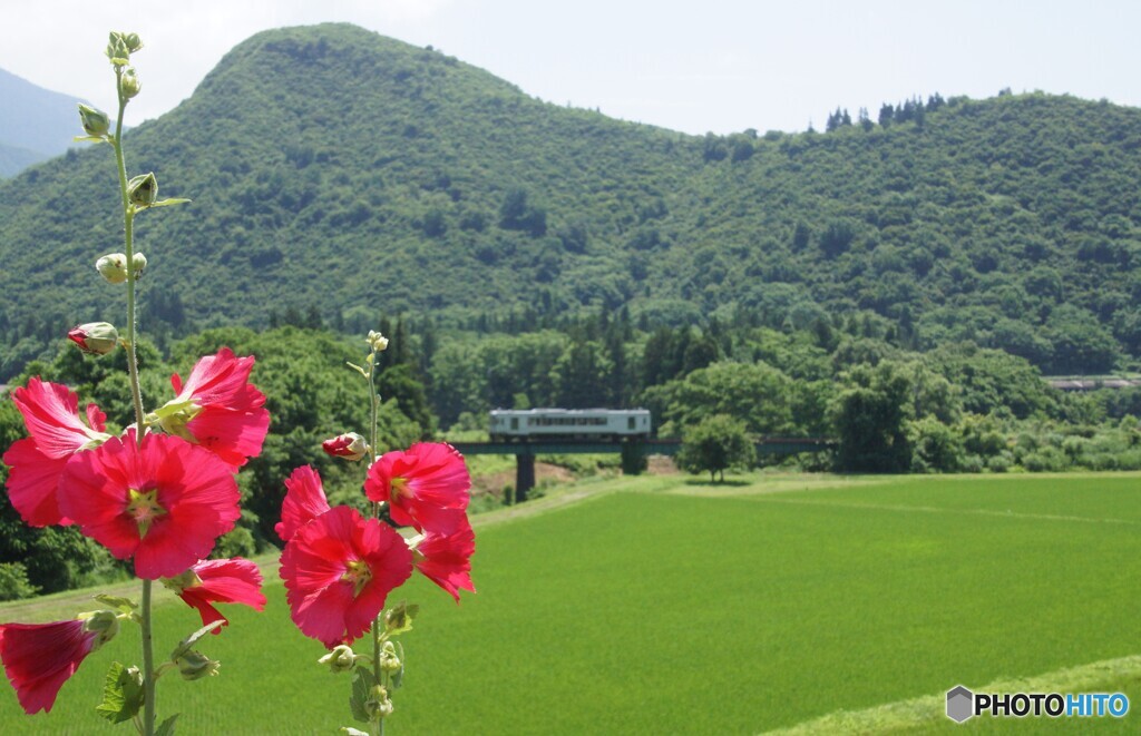 初夏に咲き始める「タチアオイ」と只見線！