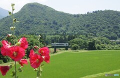 初夏に咲き始める「タチアオイ」と只見線！