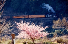 大井川鉄道　神尾の河津桜！