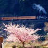 大井川鉄道　神尾の河津桜！