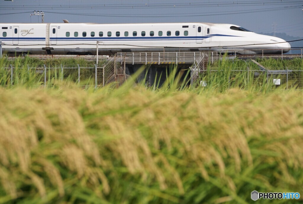 疾走する新幹線と稲の実り！