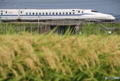 疾走する新幹線と稲の実り！