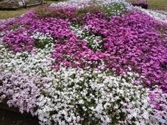 秩父羊山公園の名残りの芝桜！