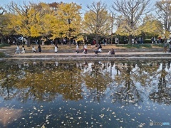 昭和記念公園　銀杏と水鏡！