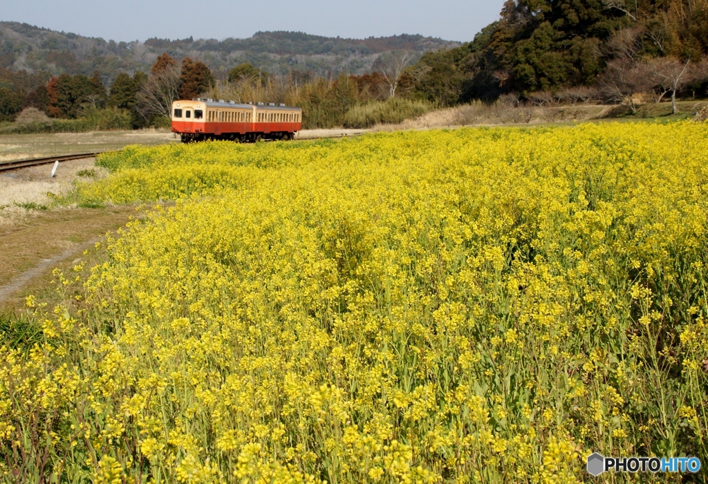 2024小湊鉄道菜の花事情①～⑨の中の②