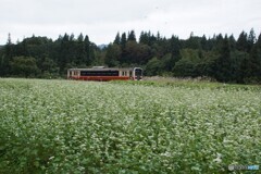 ソバの花＆只見線！