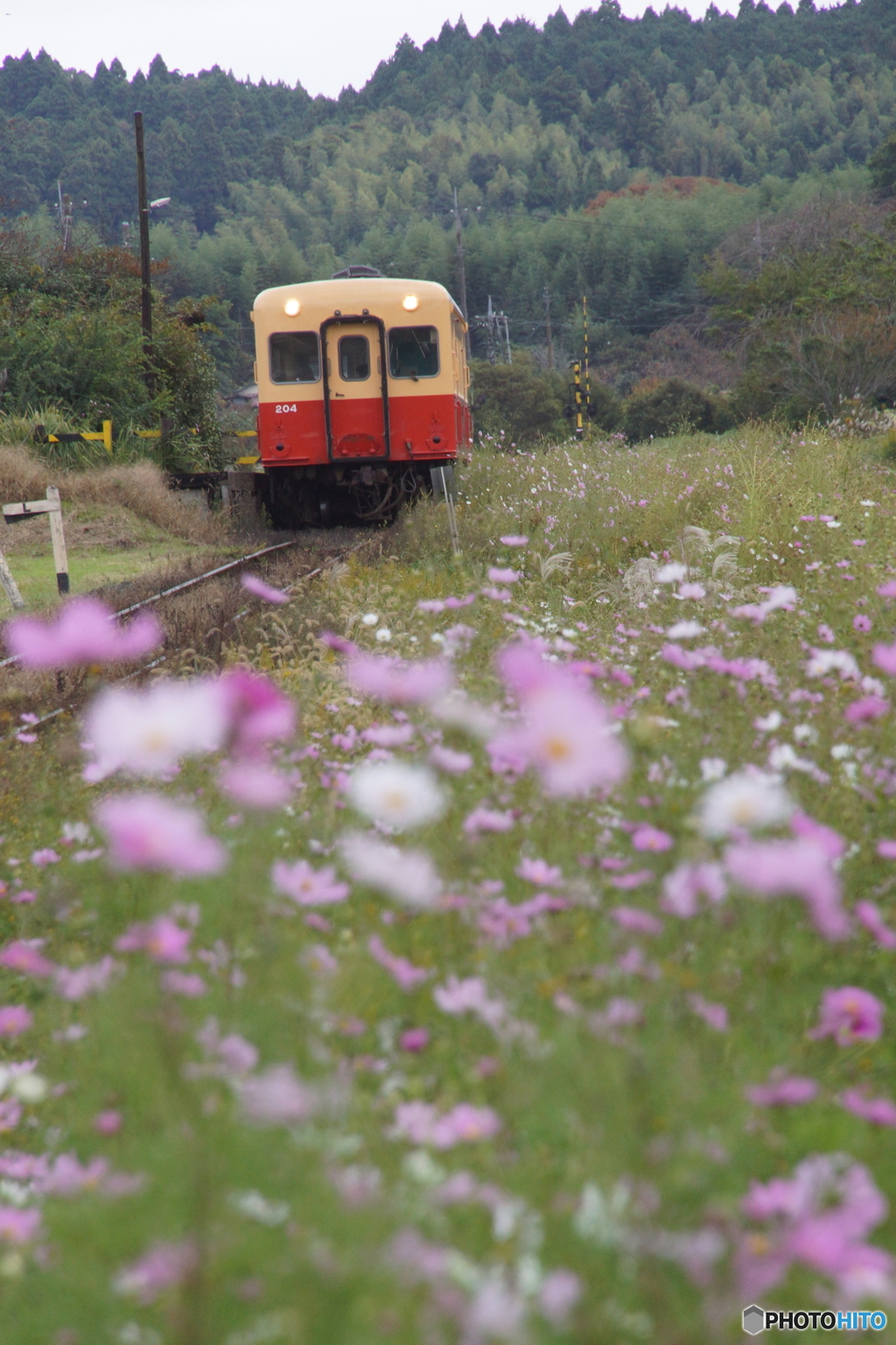 コスモスとキハ200！
