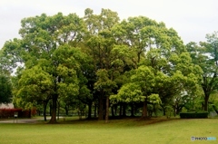 公園コーナーの新緑の集まり！