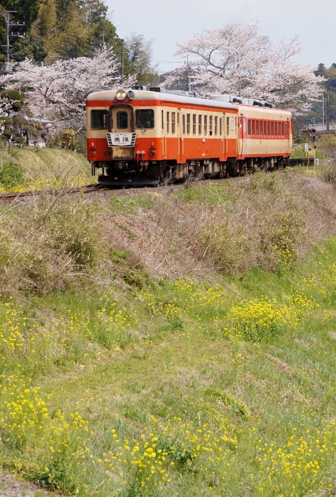 いすみ鉄道は春真盛り！④