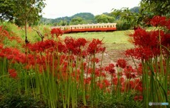 彼岸花とキハ200！