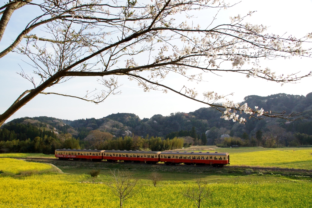 小湊鉄道の春！⑤