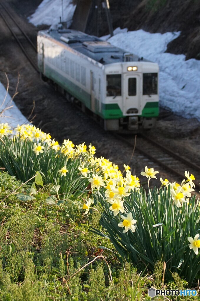 スイセンの花とキハ110！