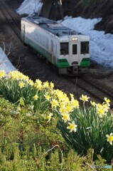 スイセンの花とキハ110！