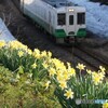 スイセンの花とキハ110！