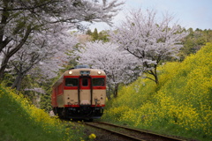 桜トンネルと菜の花の谷！