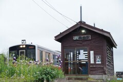 ジャーマンアイリスが咲き誇る駅ホーム！