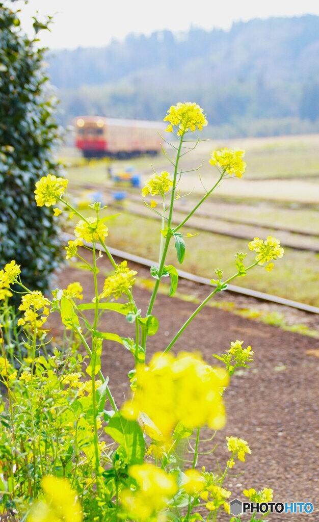 小湊鉄道に春が来た！
