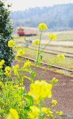 小湊鉄道に春が来た！
