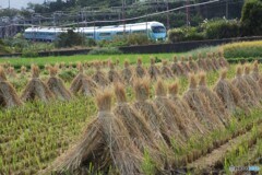 小田急沿線田園風景！