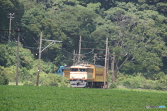 茶畑にトーマス編成！