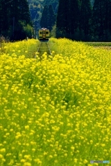 いすみ鉄道の早期復旧を願う！①～⑦の①