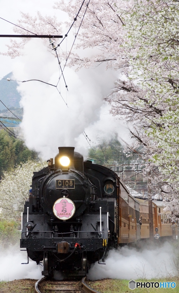 大井川鉄道のＳＬ「さくら」号！②（完）