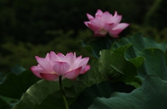 一対の蓮の花　