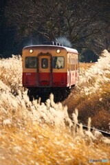 ススキの群生から現るキハ200！