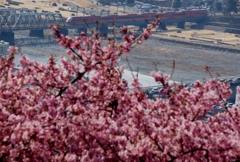 満開の河津桜にGSEロマンスカー