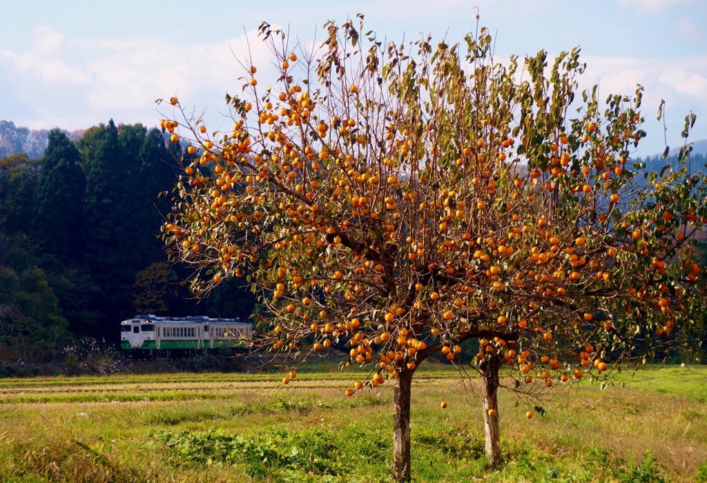 キハ40と「柿」！