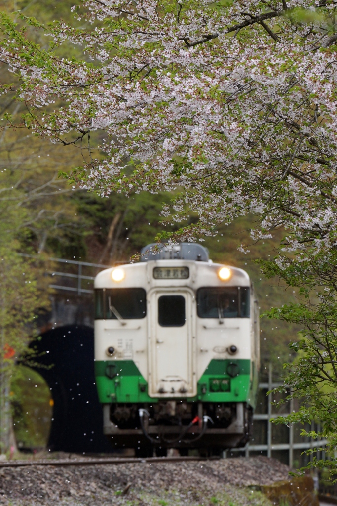 チラチラ花吹雪！