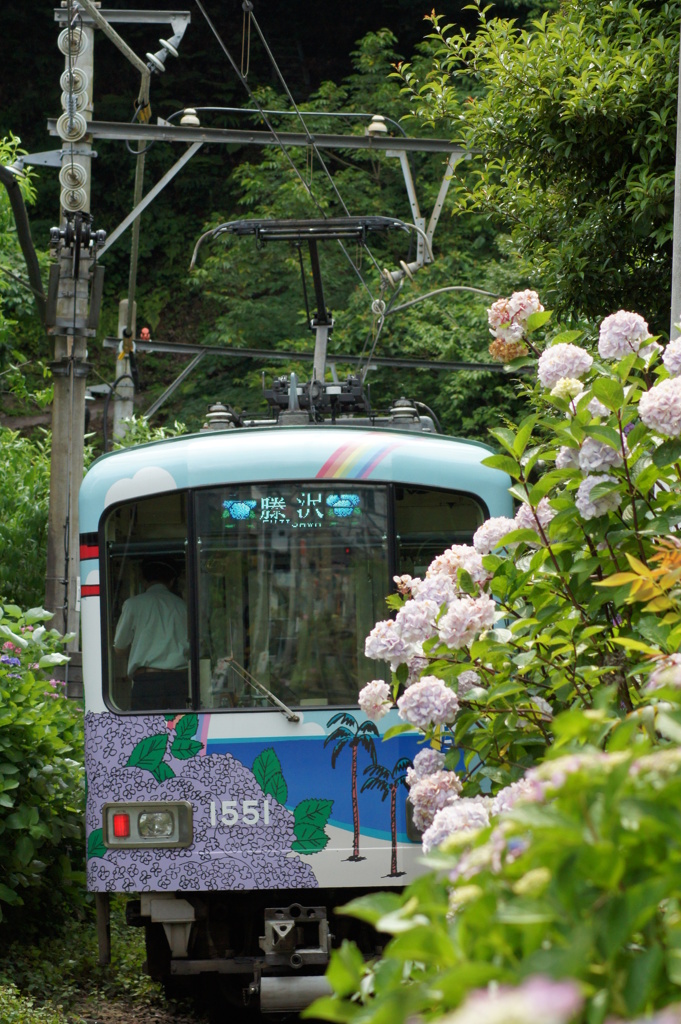 紫陽花電車②