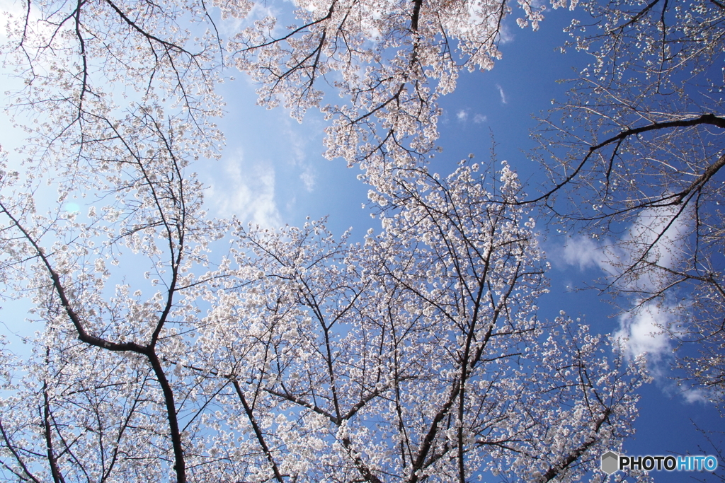 桜街路樹で上を見上げたら！