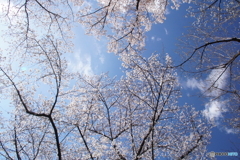 桜街路樹で上を見上げたら！