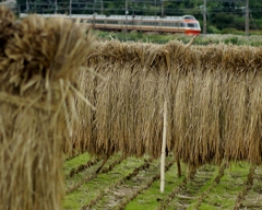 小田急ロマンスカーにこの光景似合います？①