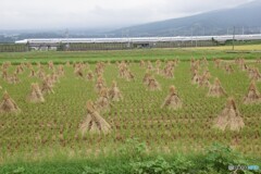 藁ポッチ東海道新幹線！