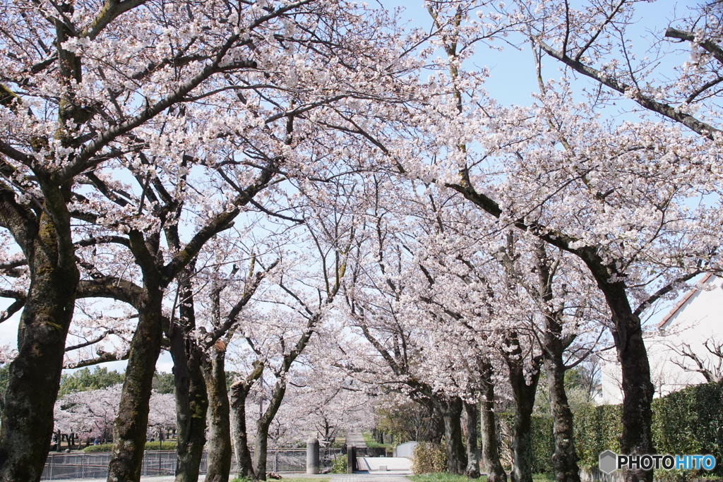 奈良原公園桜並木！