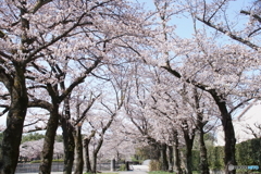 奈良原公園桜並木！