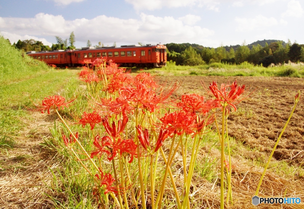彼岸花と小湊鉄道のキハ40！