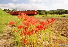彼岸花と小湊鉄道のキハ40！