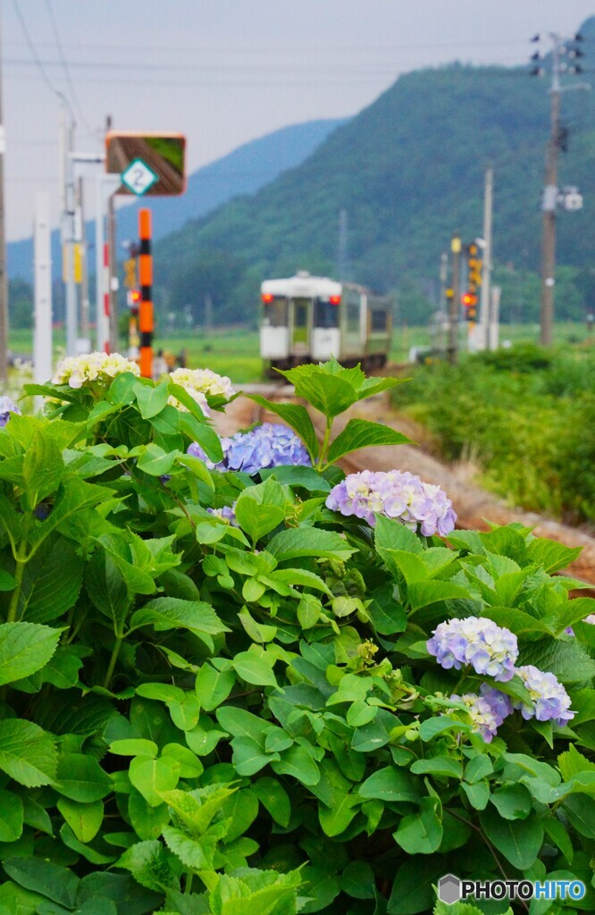 紫陽花を後に去り行く列車！