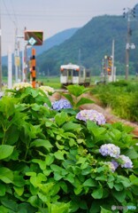 紫陽花を後に去り行く列車！