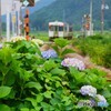 紫陽花を後に去り行く列車！