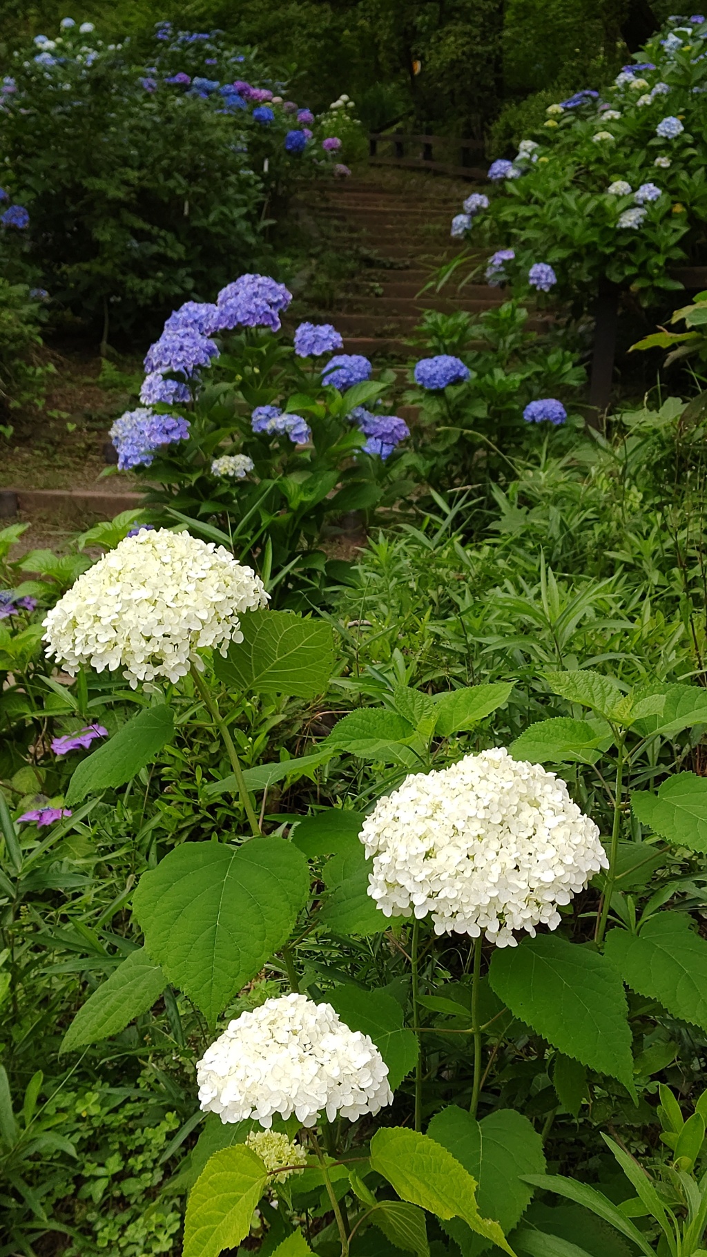 紫陽花の小径