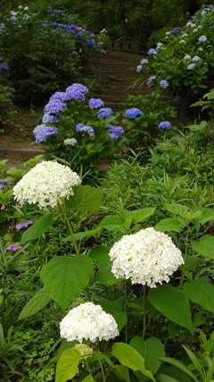 紫陽花の小径