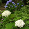 紫陽花の小径