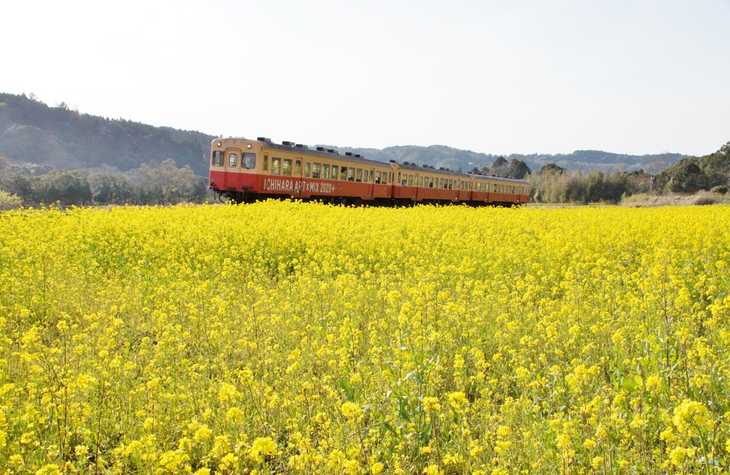 小湊鉄道の春！④