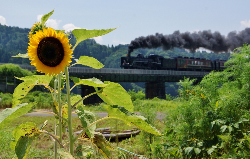 深戸橋梁のひまわり②